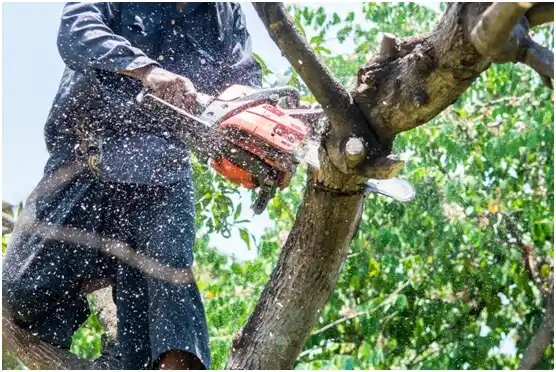 tree services Heath Springs